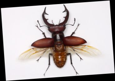 Ad: GEYİK BÖCEĞİ.jpg
Gösterim: 14798
Boyut: 16.8 KB