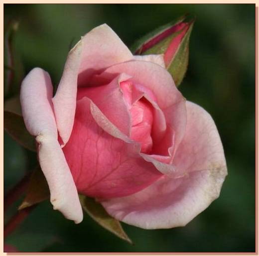 Ad:  gul_310.jpg
Gsterim: 357
Boyut:  25.9 KB