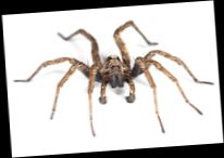 Ad: LACRDEKTUS (ZEHİR ÖRÜMCEĞİ).jpg
Gösterim: 14611
Boyut: 18.8 KB