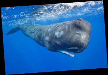 Ad: İSPERMEÇET BALİNASI.jpg
Gösterim: 14636
Boyut: 13.6 KB