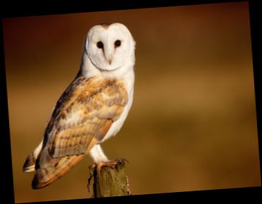 Ad: PEÇELİ BAYKUŞ.jpg
Gösterim: 14763
Boyut: 11.5 KB