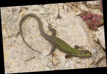 Ad: İSTANBUL KERTENKELESİ.JPG
Gösterim: 14708
Boyut: 36.4 KB