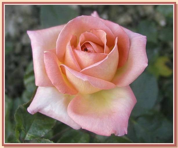 Ad:  gul_316.jpg
Gsterim: 287
Boyut:  36.8 KB