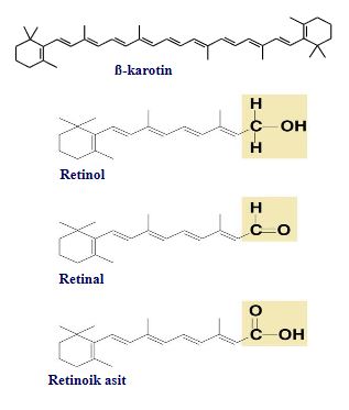 49565d1464559668 vitaminler a vitamini retinol va1