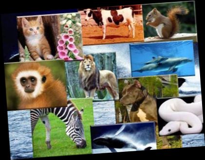 Ad:  hayvan2.jpg
Gsterim: 2805
Boyut:  56.9 KB