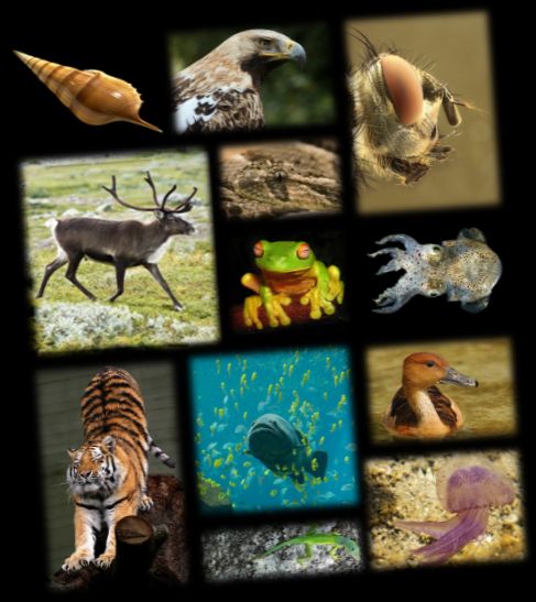 Ad:  hayvan3.jpg
Gsterim: 2872
Boyut:  46.9 KB