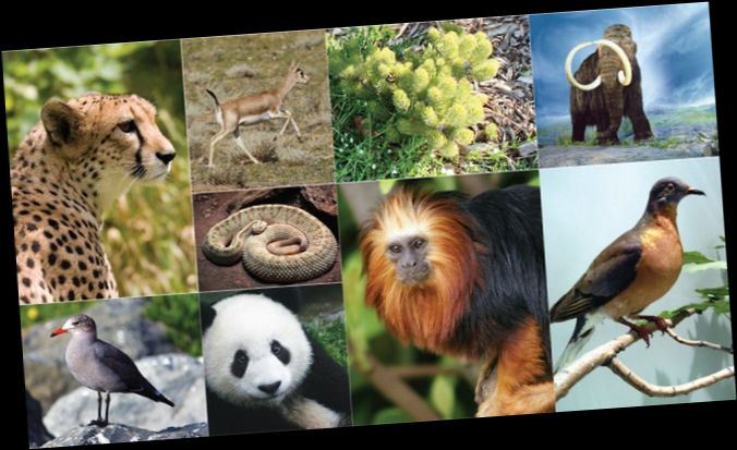 Ad:  hayvanlar6.jpg
Gsterim: 4666
Boyut:  56.8 KB