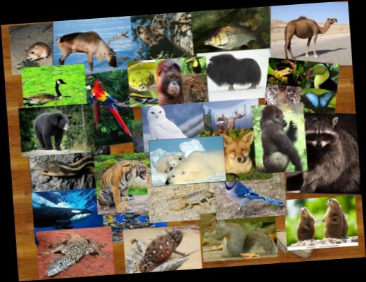 Ad:  hayvan4.jpg
Gsterim: 3141
Boyut:  49.7 KB