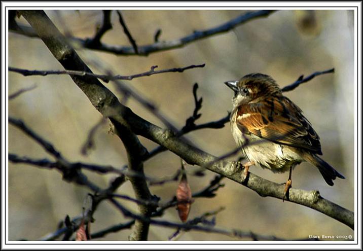 Ad:  sparrow.jpg
Gsterim: 232
Boyut:  51.7 KB