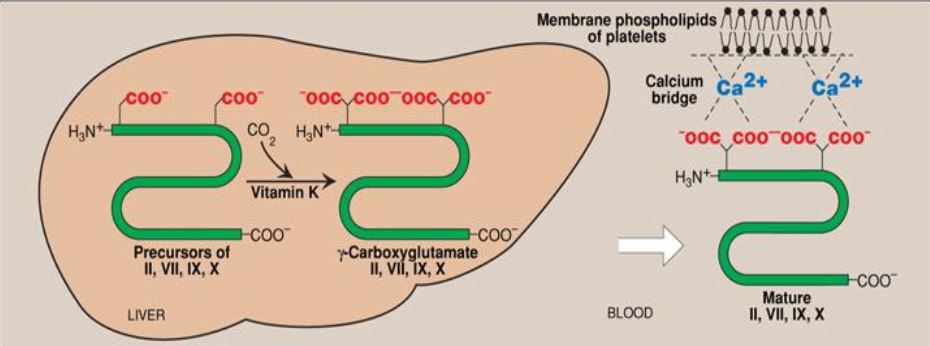 Ad: vk3.JPG
Gösterim: 2193
Boyut: 46.1 KB