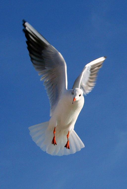 Ad:  turkey25.jpg
Gsterim: 212
Boyut:  31.8 KB