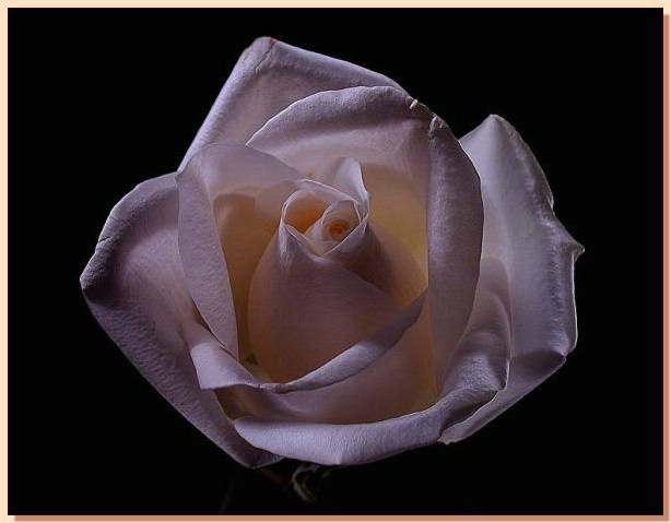 Ad:  gul_318.jpg
Gsterim: 293
Boyut:  25.5 KB