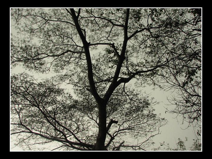 Ad:  003_thetree.jpg
Gsterim: 342
Boyut:  110.2 KB