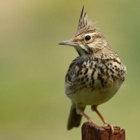 Ad: Tepeli Toygar-1.jpg
Gösterim: 1140
Boyut: 9.5 KB