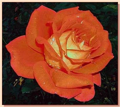 Ad:  gul_359.jpg
Gsterim: 260
Boyut:  23.9 KB