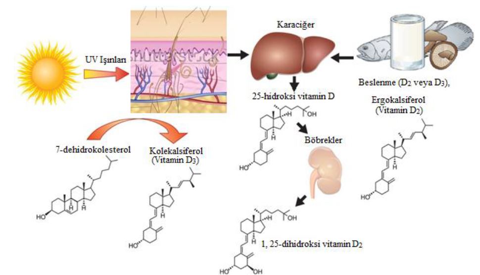 синтез витамина д в организме. витамин д через стекло. сирийские витамины. витамин д через стекло. как образуется витамин д.