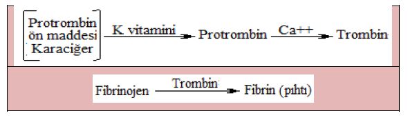 49897d1464858742 vitaminler k vitamini fillokinon k2