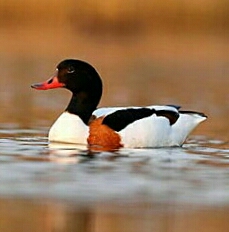 Ad:  suna.jpg
Gsterim: 638
Boyut:  39.6 KB