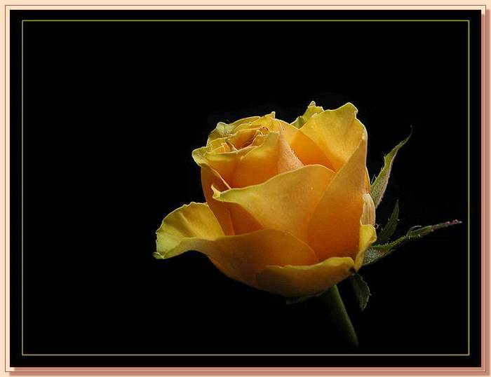 Ad:  gul_364.jpg
Gsterim: 307
Boyut:  32.7 KB