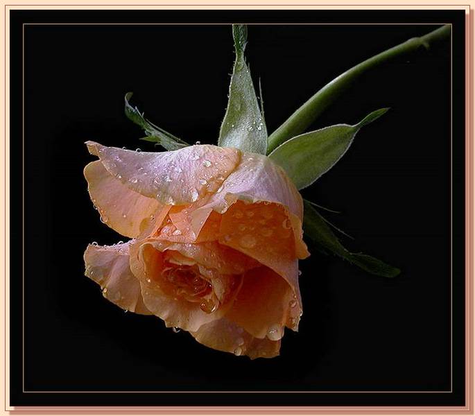 Ad:  gul_365.jpg
Gsterim: 320
Boyut:  42.5 KB