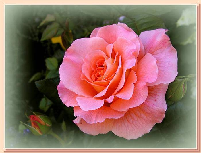 Ad:  gul_370.jpg
Gsterim: 304
Boyut:  46.5 KB