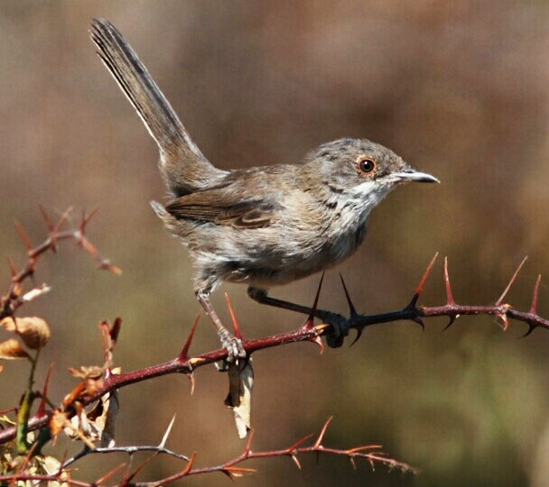 Ad: ötleğen.jpg
Gösterim: 467
Boyut: 251.1 KB