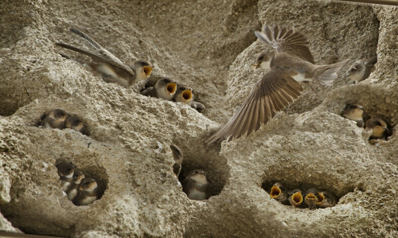 Ad: kırlangıç.jpg
Gösterim: 1007
Boyut: 374.6 KB