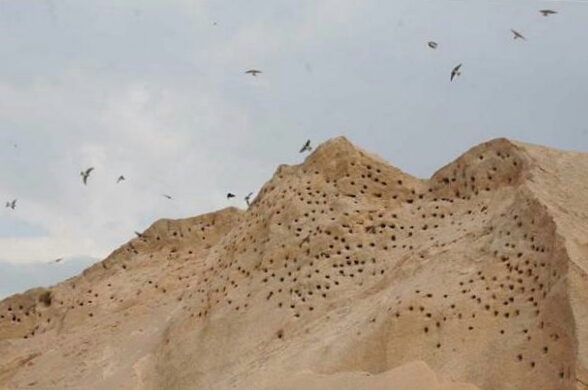 Ad: kum kırlangıcı yuvaları.jpg
Gösterim: 518
Boyut: 126.1 KB