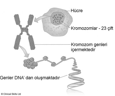 50181d1465314333 gen nedir gen hakkinda genel bilgiler gen2