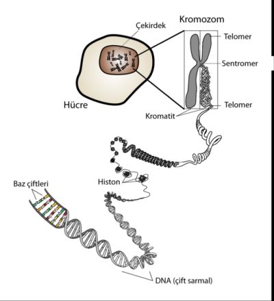Ad: gen6.jpg
Gösterim: 5384
Boyut: 19.9 KB