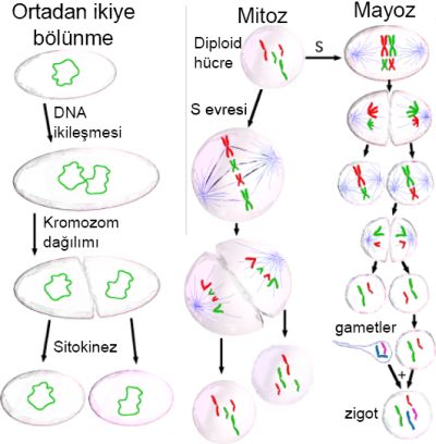 Ad: gen7.jpg
Gösterim: 5557
Boyut: 28.4 KB