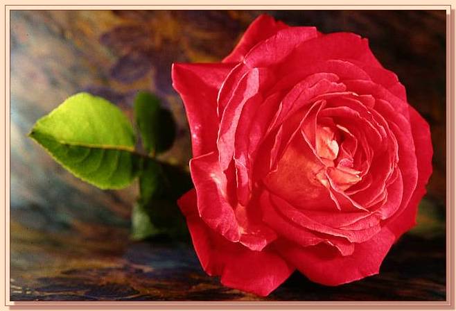 Ad:  gul_371.jpg
Gsterim: 361
Boyut:  39.4 KB