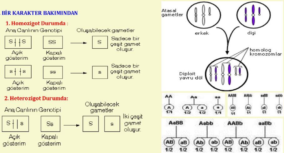 Ad: mengen1.JPG
Gösterim: 6200
Boyut: 75.7 KB