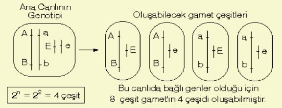 Ad: mengen3.JPG
Gösterim: 5535
Boyut: 31.1 KB