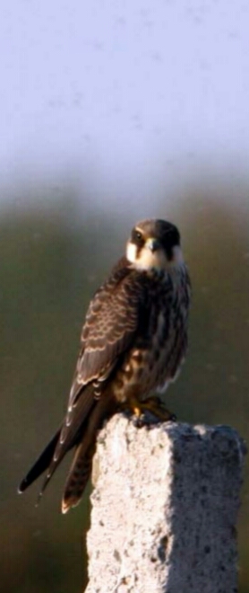 Ad: doğan.jpg
Gösterim: 409
Boyut: 90.6 KB