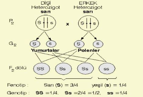 Ad: mengen7.JPG
Gösterim: 5700
Boyut: 30.9 KB