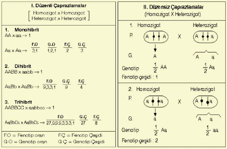 Ad: mengen10.JPG
Gösterim: 5906
Boyut: 64.3 KB