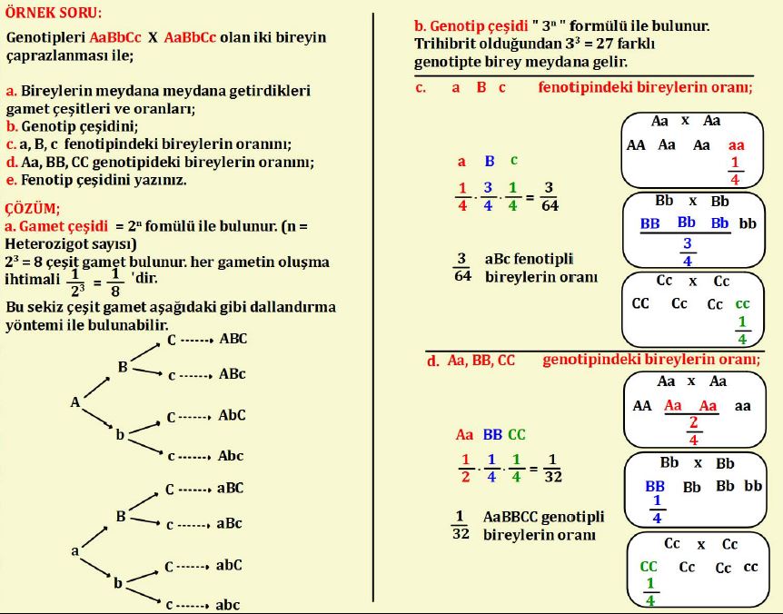 3 группа крови генетика. Основы генетики моногибридное скрещивание. Расщепления виды таблица. Генотип 7 6. Генотип 7 6.
