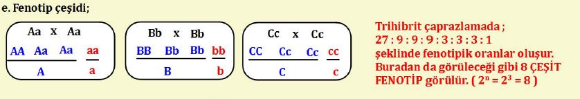Ad:  mengen14.JPG
Gsterim: 5292
Boyut:  32.8 KB
