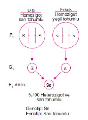 Ad:  mg1.JPG
Gsterim: 1339
Boyut:  22.9 KB