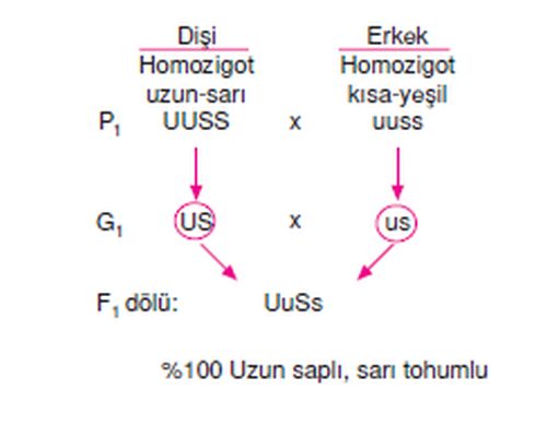 Ad:  mg2.jpg
Gsterim: 1403
Boyut:  15.6 KB