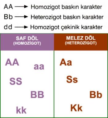 Ad:  hom ve geter.jpg
Gsterim: 119674
Boyut:  19.5 KB