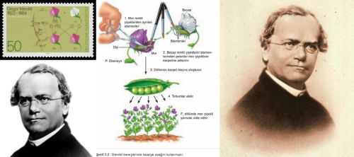 Ad: Gregor Mendel3.jpg
Gösterim: 3259
Boyut: 21.3 KB