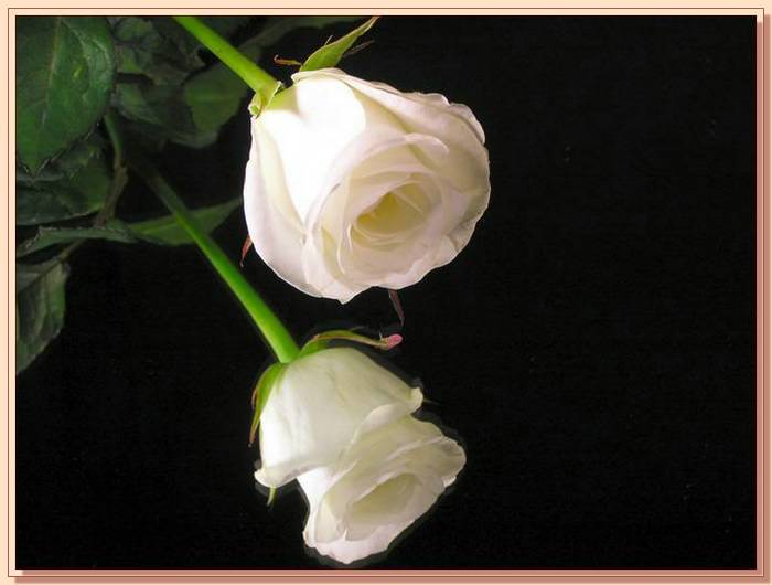 Ad:  gul_367.jpg
Gsterim: 326
Boyut:  35.0 KB