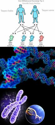 Ad: Genetik 3.jpg
Gösterim: 5756
Boyut: 18.5 KB
