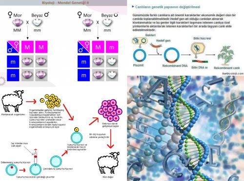 Ad: Genetik 2.jpg
Gösterim: 6241
Boyut: 46.4 KB