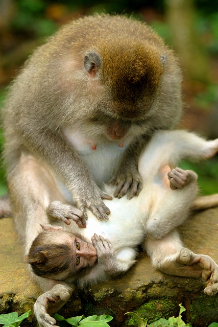 Ad:  mini-bali_24-1-2006_074.jpg
Gsterim: 181
Boyut:  77.3 KB