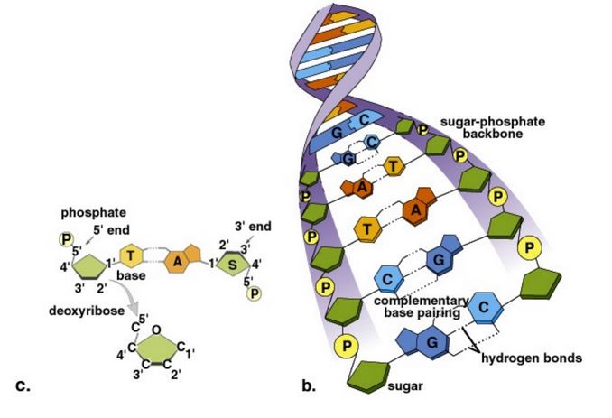 50359d1465476010 dna deoksiribo nukleik asit dna watson crick modeli