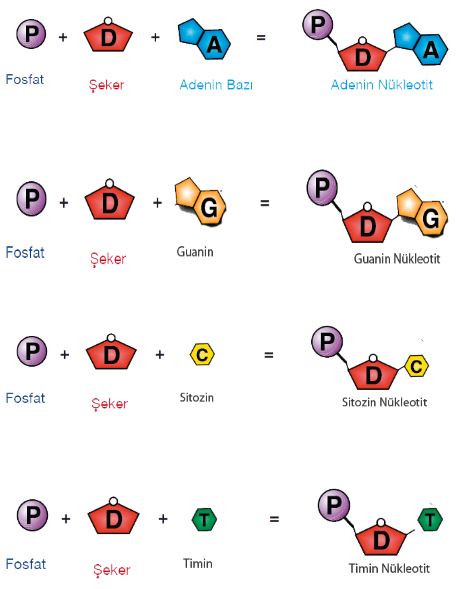 Ad:  dna3.JPG
Gsterim: 10946
Boyut:  38.2 KB