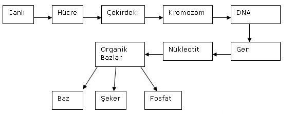 Ad:  dna5.JPG
Gsterim: 4669
Boyut:  20.3 KB